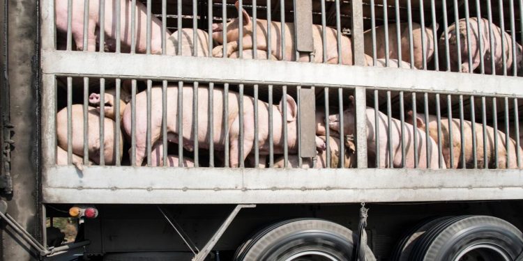 porcos transporte